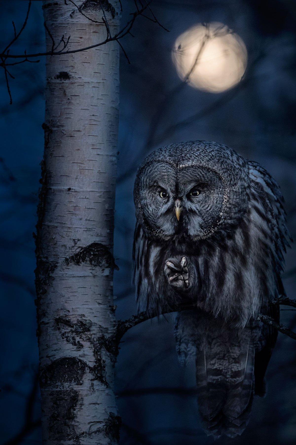 Great Grey Owl