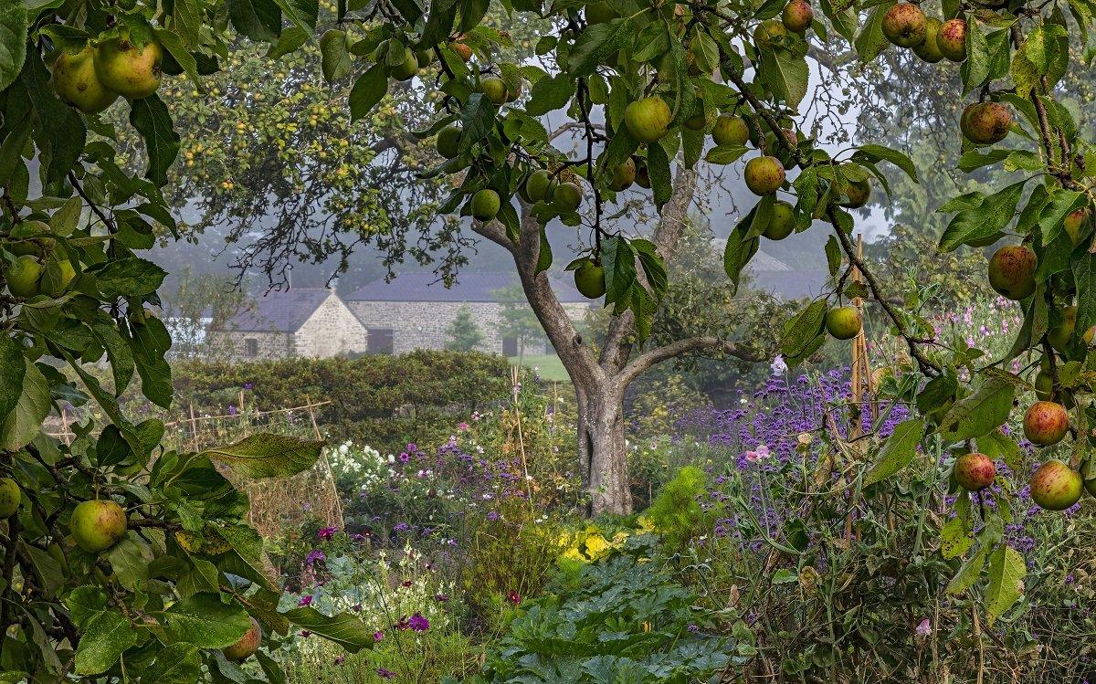 A wild garden with apple trees and purple flowers