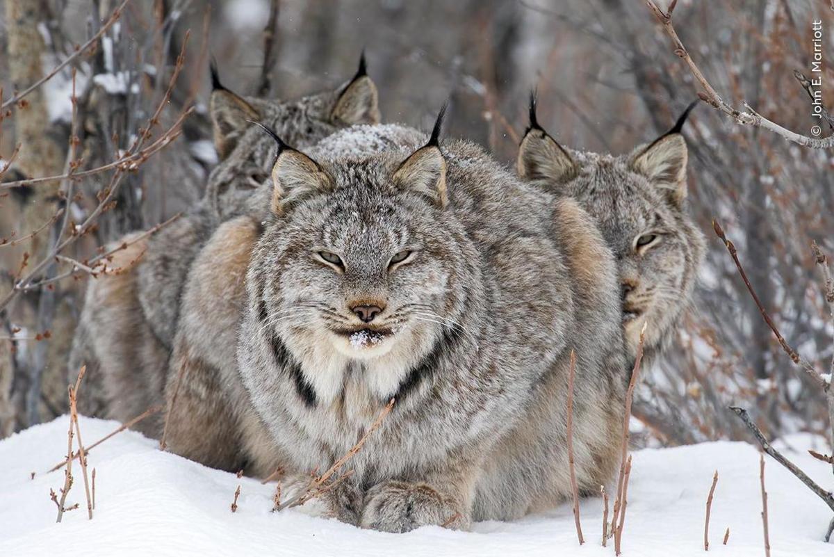 lynx looking at camera.