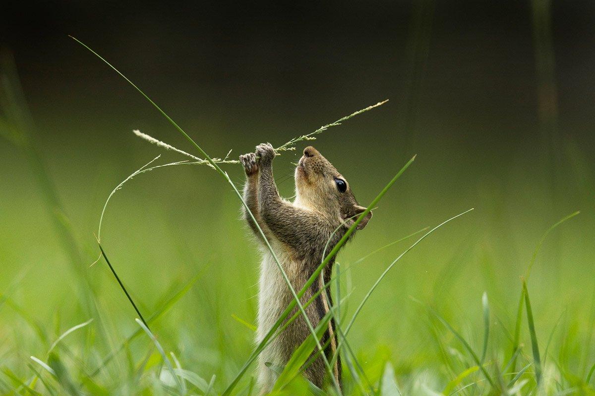 A squirrel in the grass