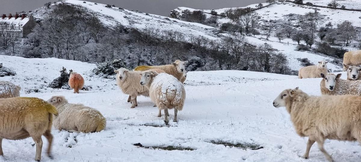 Defaid yn yr eira ar y Gogarth