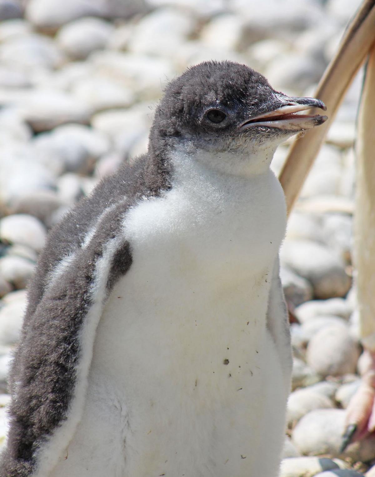 A fluffy Gentoo Penguin hatchling