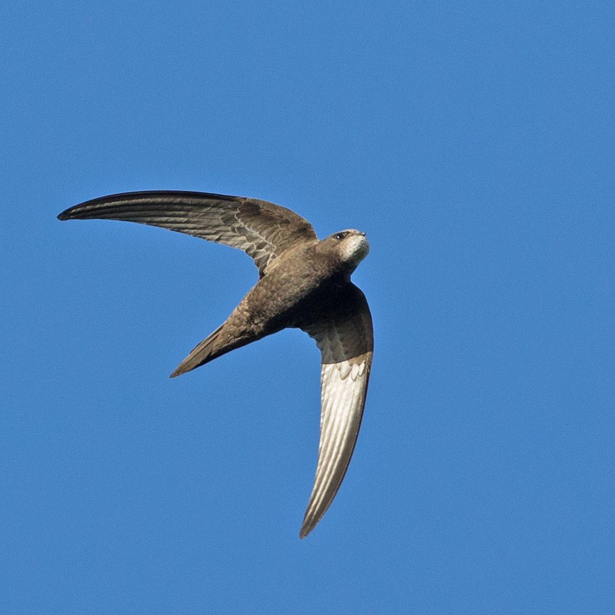 A swift in flight