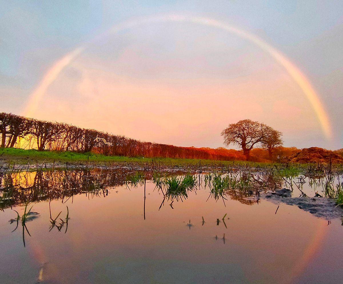 A rainbow over Stockingford. The rainbow is reflected in a puddle of water in a field with a hedgerow in the distance leading to a tree.