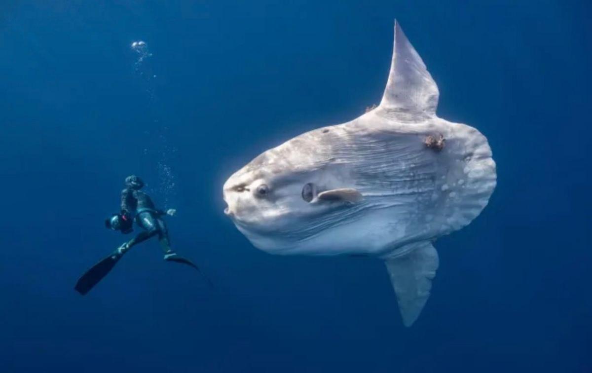 A white and grey giant ocean sunfish swims next to a diver.