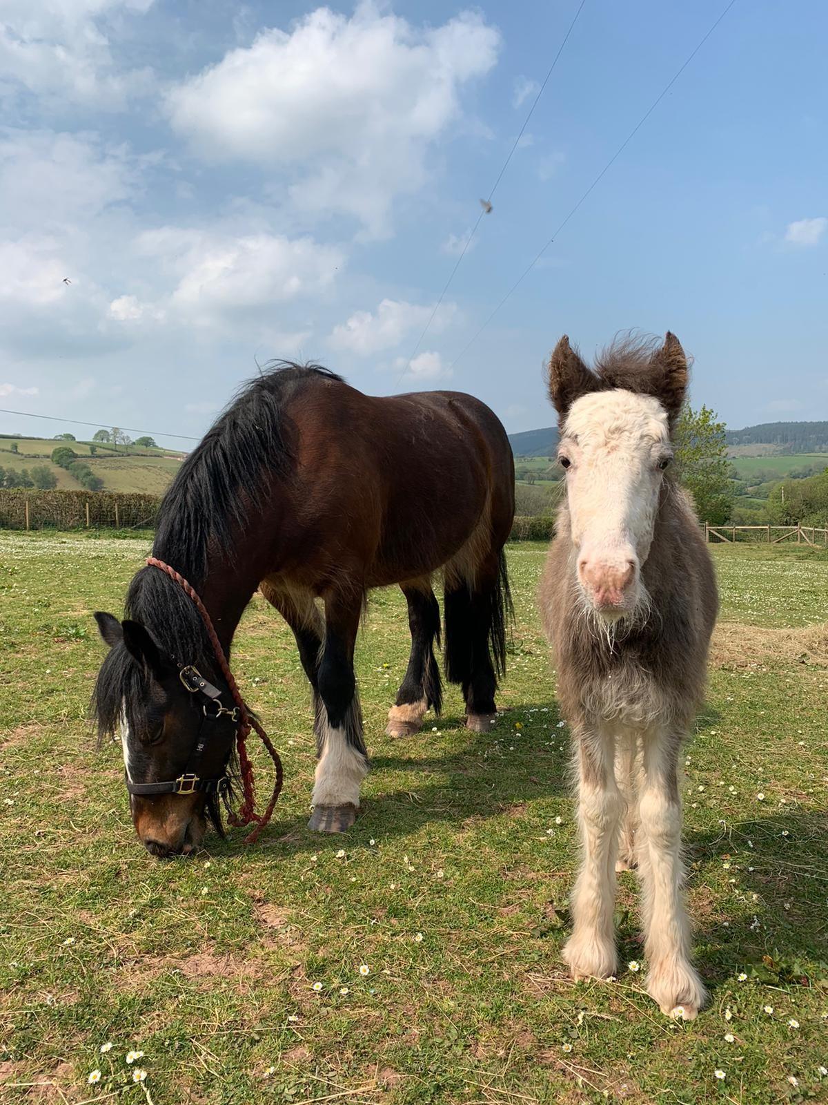 Connie with her foster mother at the farm after being rescued. Connie is white, black and grey. Connie's foster mother is a brown horse with a black mane. 