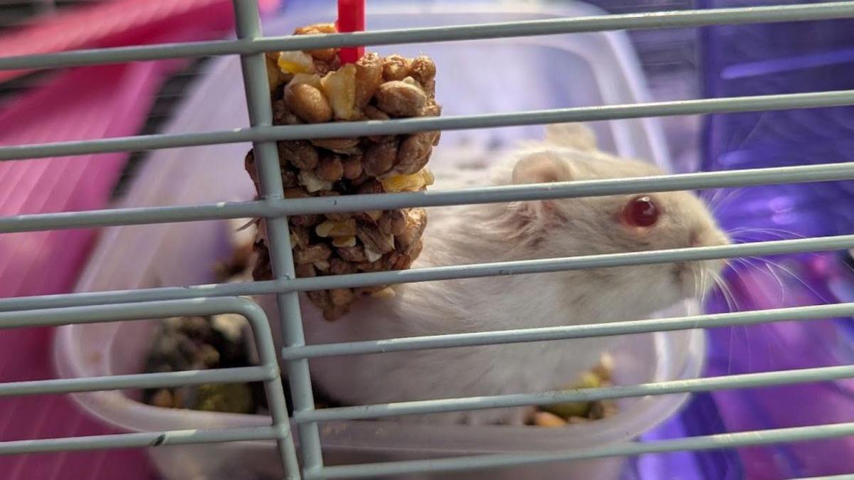 A hamster in a cage. I has white fur and red eyes and a hanging treat of nuts on the side of the cage.