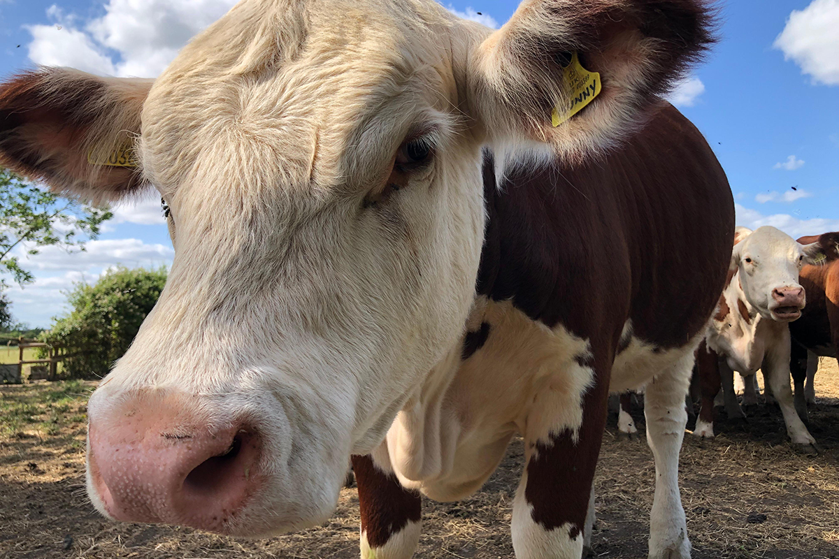 A close-up of a dark brown and white cow staring into the camera. It has a yellow tag in its left ear, with other cattle in the background 