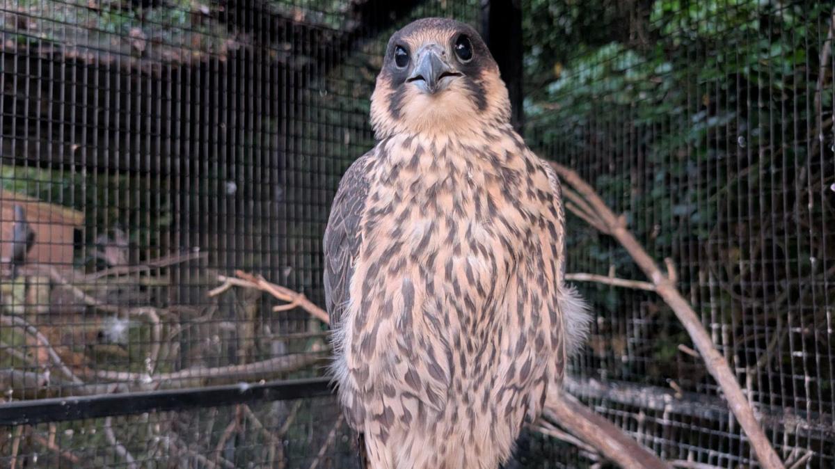 Injured peregrine reunited with family after rescue