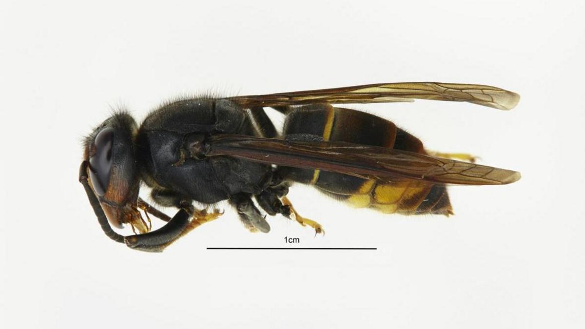 A dead Asian hornet - which has wings and a black body with yellow stripes. Underneath is a measurement for scale showing 1cm. The insect is longer than 1cm.