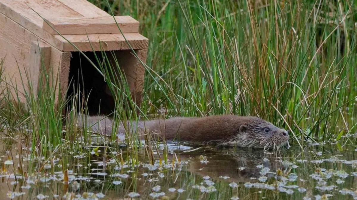 A photo of an otter being released into the wild. The otter is swimming into some murky brown water with greenery and shrubs in it. The animals head and body is above the water. It is leaving a wooden cage which is positioned into the water.