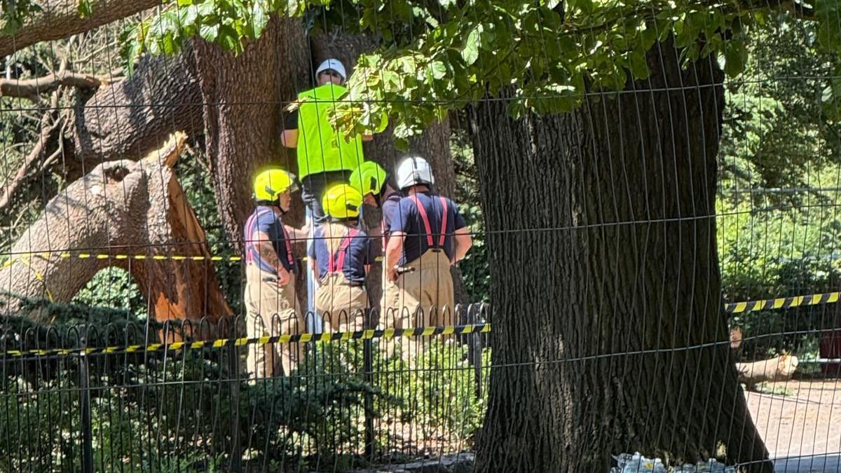 Emergency workers standing behind a cordon in order to inspect the fallen tree