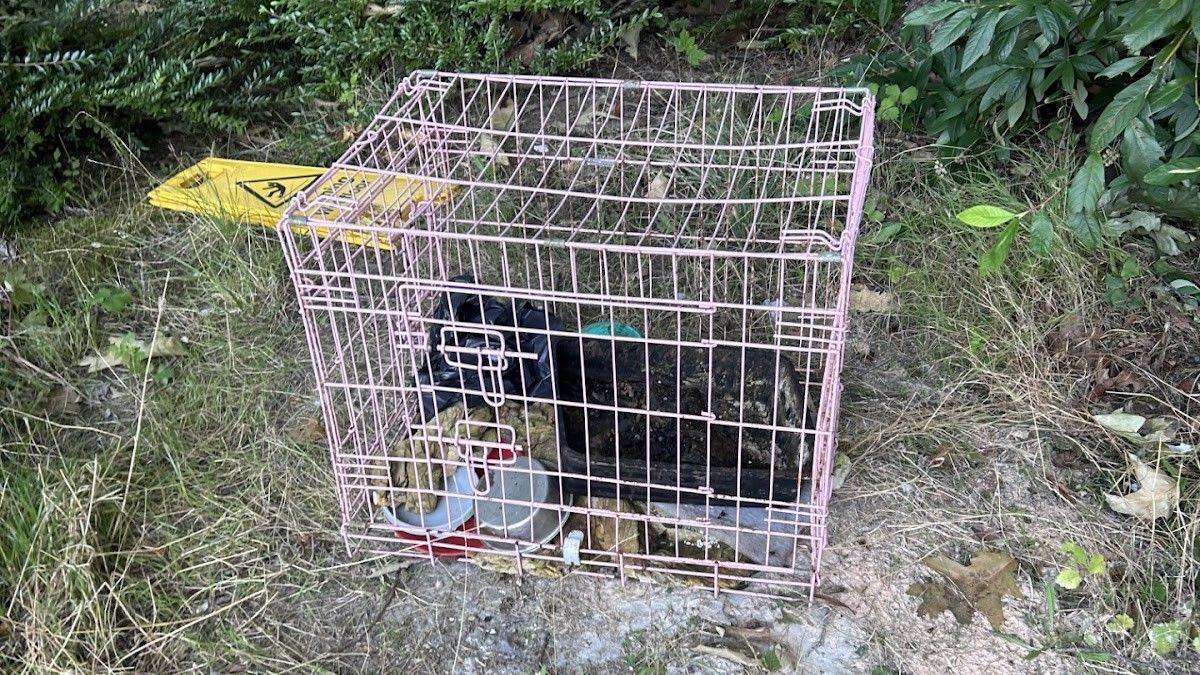 A pink crate with bowls and bin bags inside sat on a scrubby bit of land