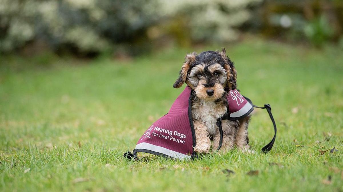 A multi-coloured puppy wearing a red Hearing Dogs for Deaf People jacket.