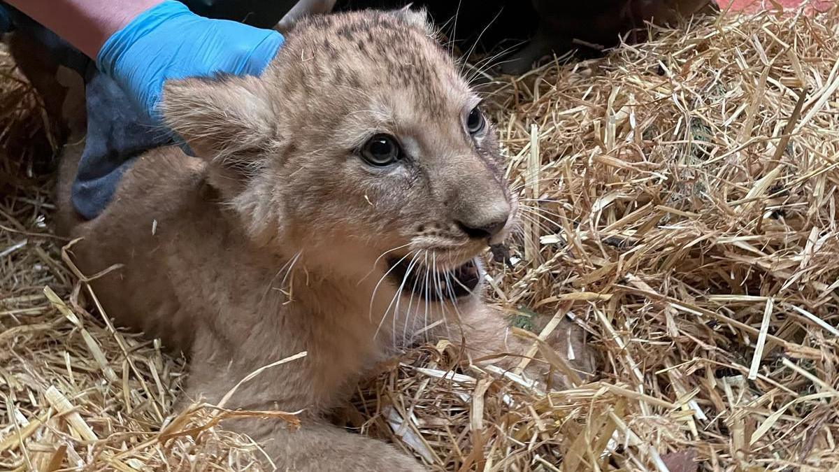 An 11-week old lion cub, lying down on straw, with its mouth open, with a person holding onto it, wearing blue gloves. 