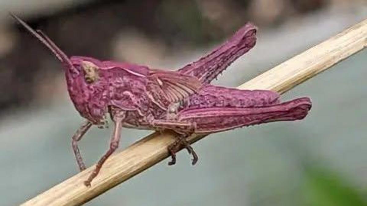 Woman finds rare pink grasshopper babies in garden