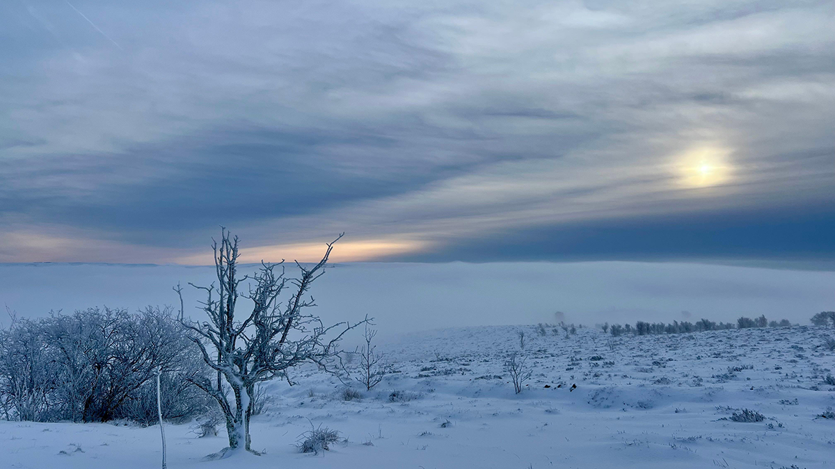 Snow-covered scene in wilds outside Leek. A small tree and hedge to the left are the only features other than sprouts of grass poking above the snow