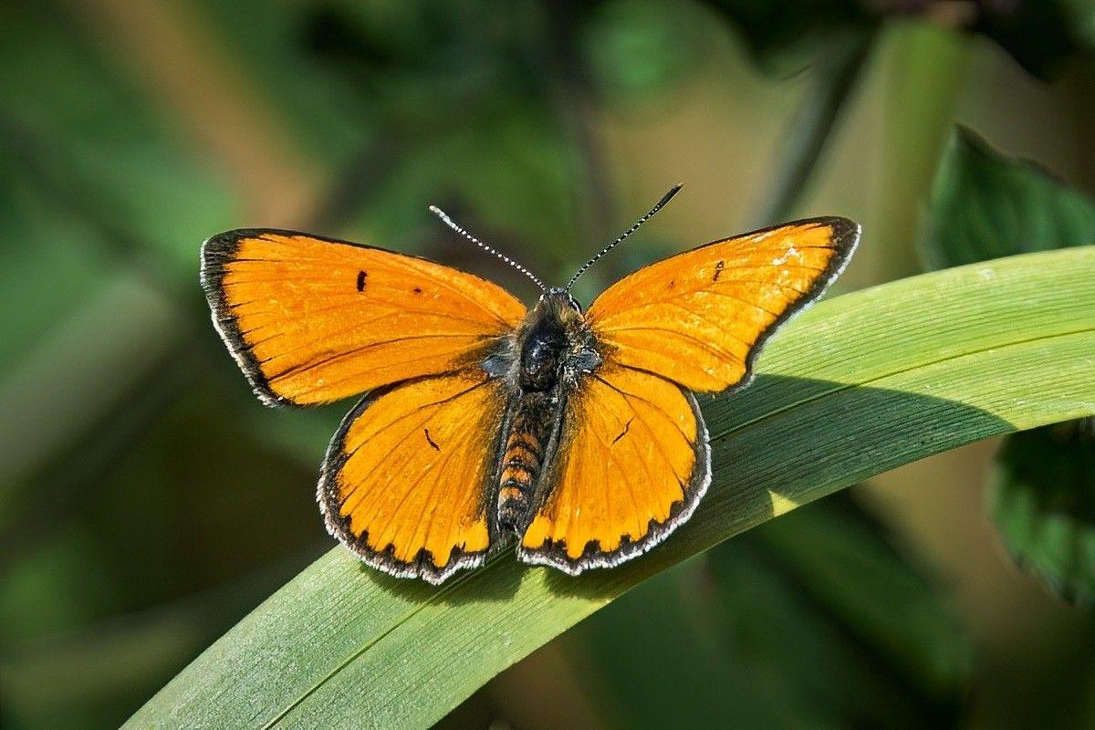 An orange butterfly with black rims on its wings perches on a long, green leaf.