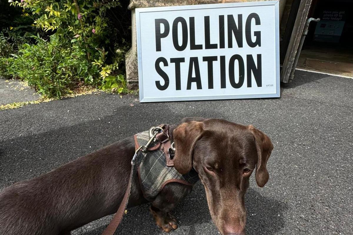 A dacshund in front of a polling station sign