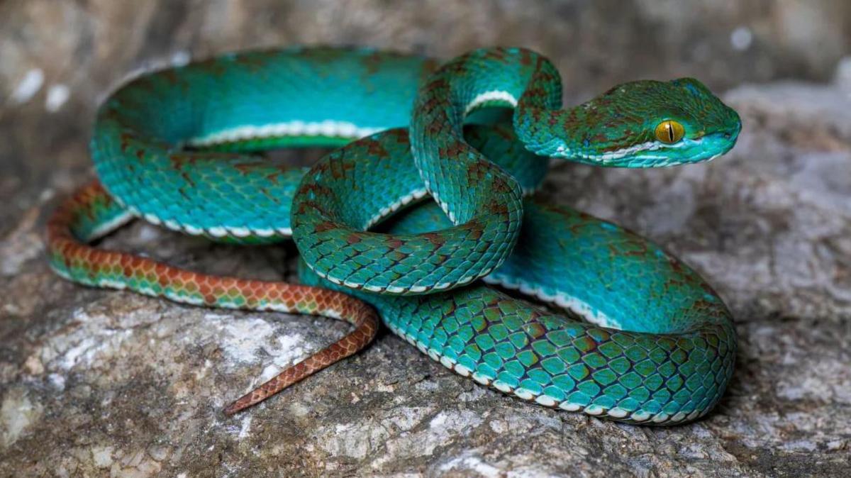 A turquoise snake dotted with brown scales is coiled on a grey rock. 
