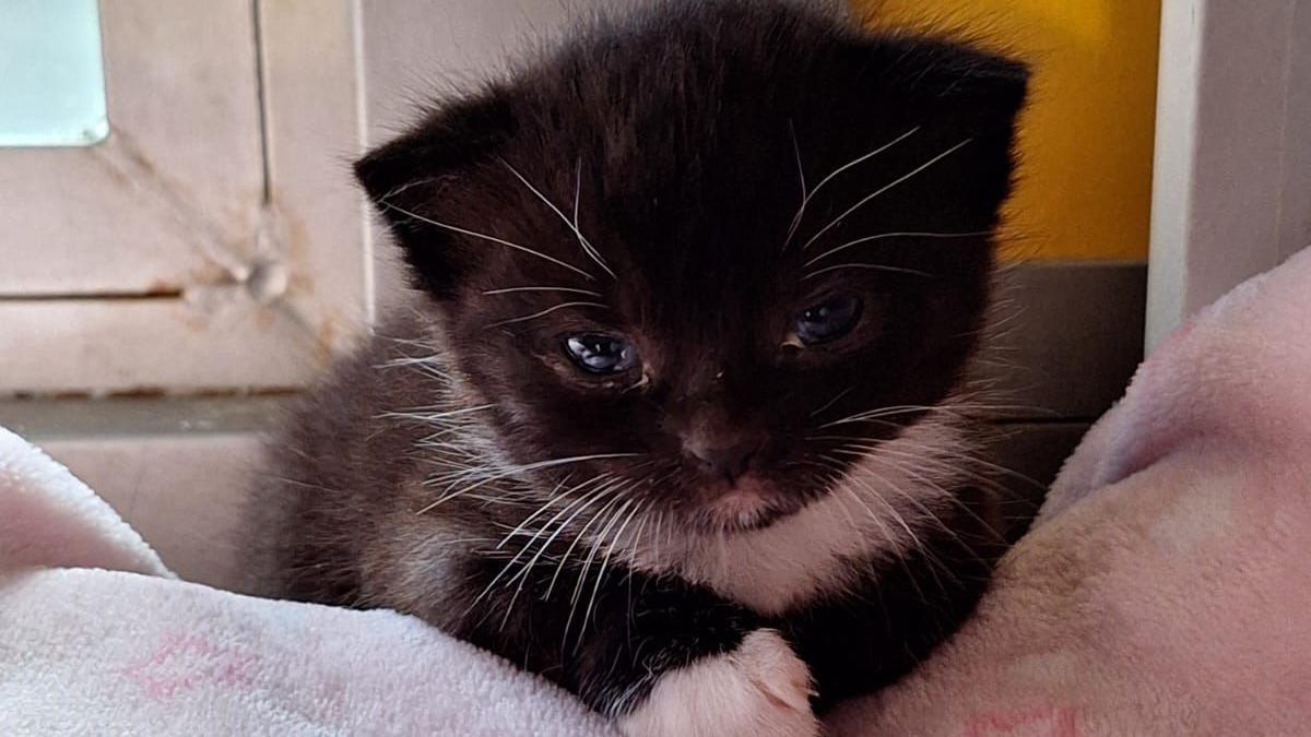 Donut, a black and white kitten with white whiskers, lying on a blanket, facing forwards