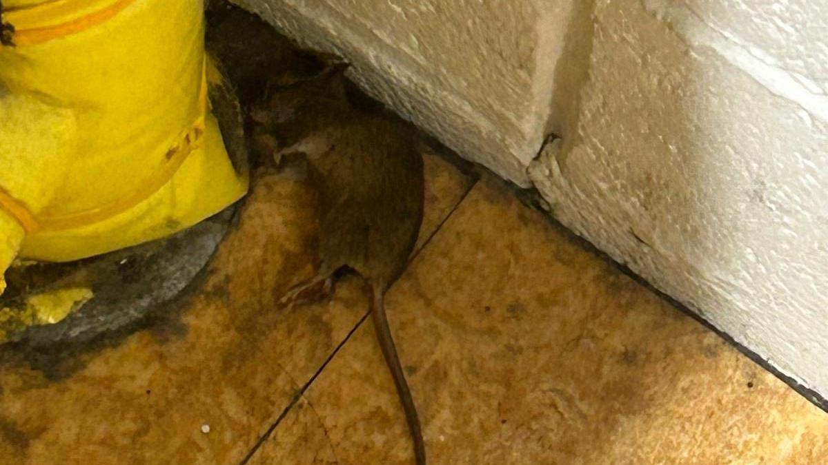 A curled up dead-looking brown mouse or rat is on a dirty floor next to a bright yellow post. 