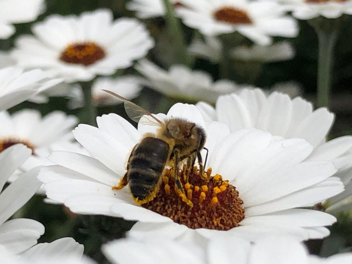 A bee-like insect sits on top of the centre of a white flower, on top of the darker stamen, taking up pollen. The insect has long wings and other white flowers can be seen nearby.