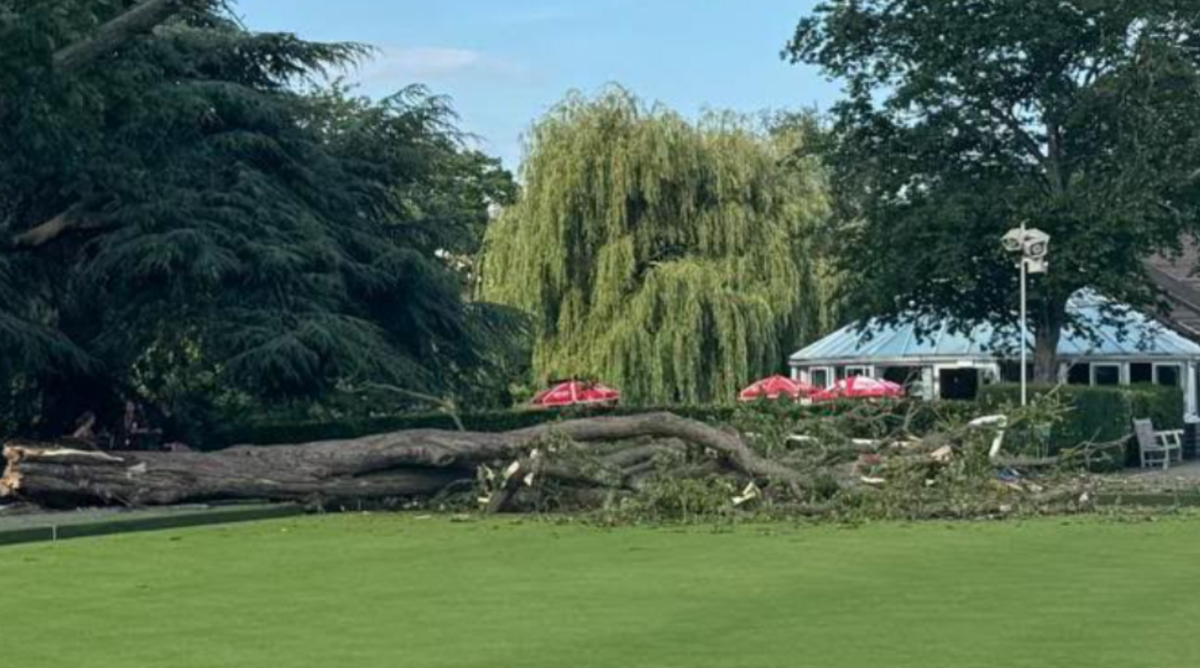 Part of a large tree can be seen on a bowling green at Victoria Park, Leamington Spa.