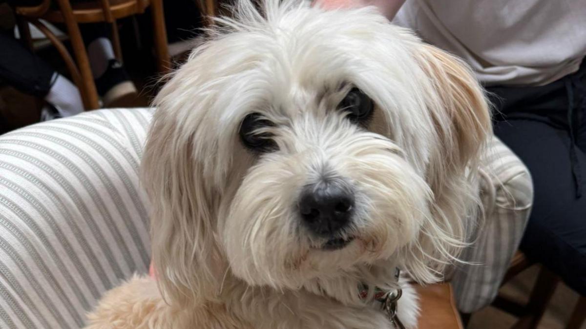 A white dog sat on a striped sofa. He is a small dog with long hair, especially over the ears. 