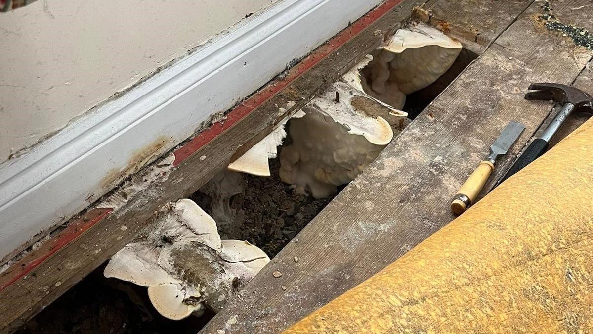 A missing floorboard reveals rot and fungus growing in a home where insulation has failed