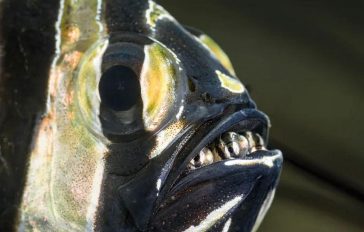A yellow and black male Banggai cardinalfish has baby fish peeking out of his mouth.