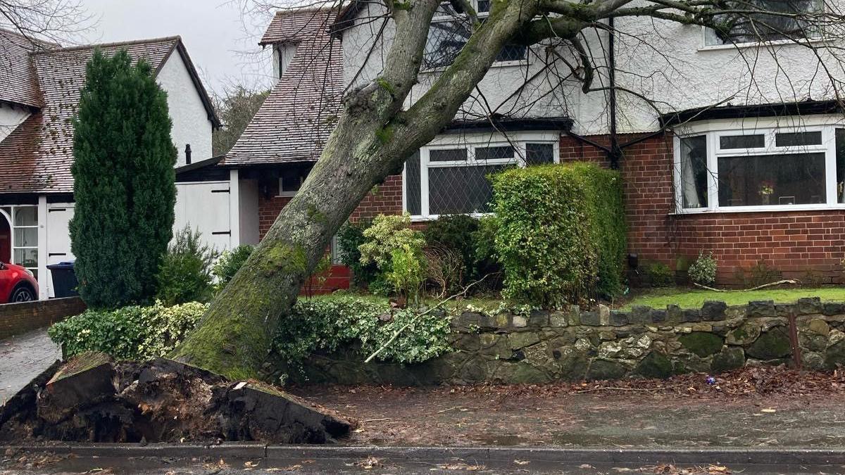 A fallen tree with its roots pulling part of the pavement up and its branches in the front of a house with a brick ground floor and a white rendered upper floor