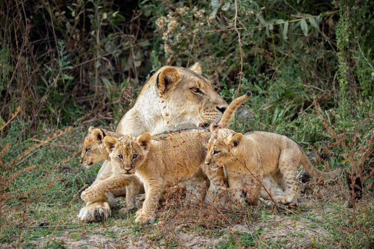A lion mother and her three cubs cuddle on the grass beside shrubs and trees. The mother grooms one of the cubs.