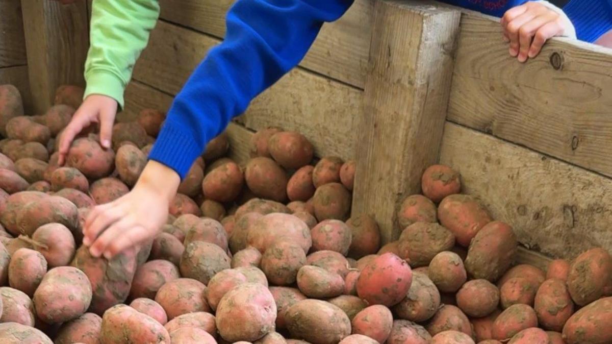 Lots of muddy red potatoes and hands trying to grab one. The hands are of children, one with a bright blue sleeve and the other a green sleeve. The potatoes are in a large wooden crate.