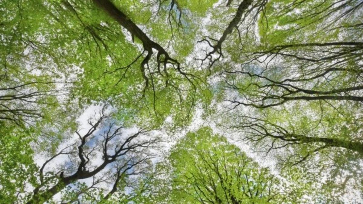 Forest funding boost as two million trees planted