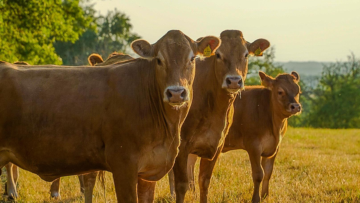 Three light brown Jersey cows in a straw-coloured field in Nuneaton. There are trees in the background.