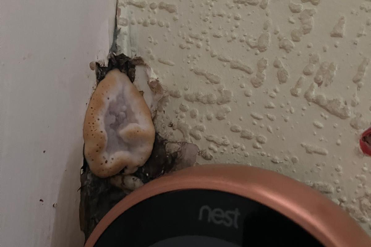 A mushroom growing in the corner of Mrs Khatun's house, with a Nest device seen in front of it