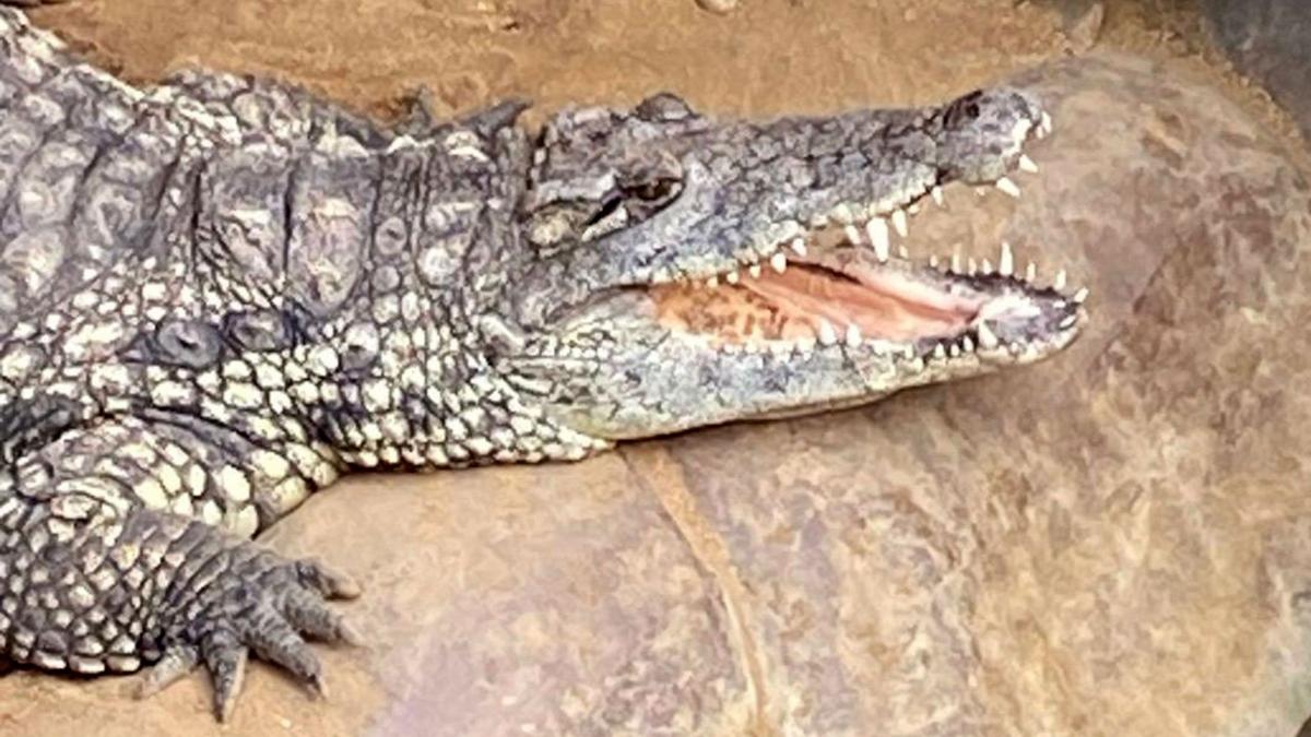 Wowcher apologises for 'unacceptable' croc attack email