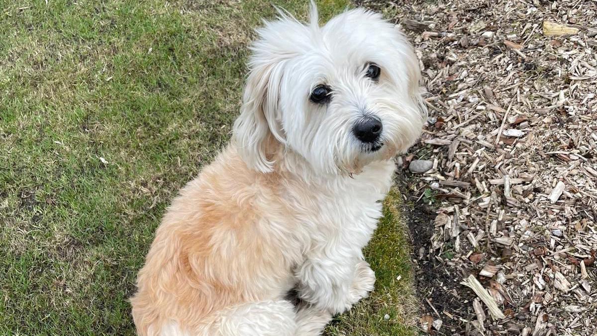 A fluffy Havanese dog, with large dark eyes and mostly white fur, looks up towards the camera. He is sitting on the edge of a green lawn.