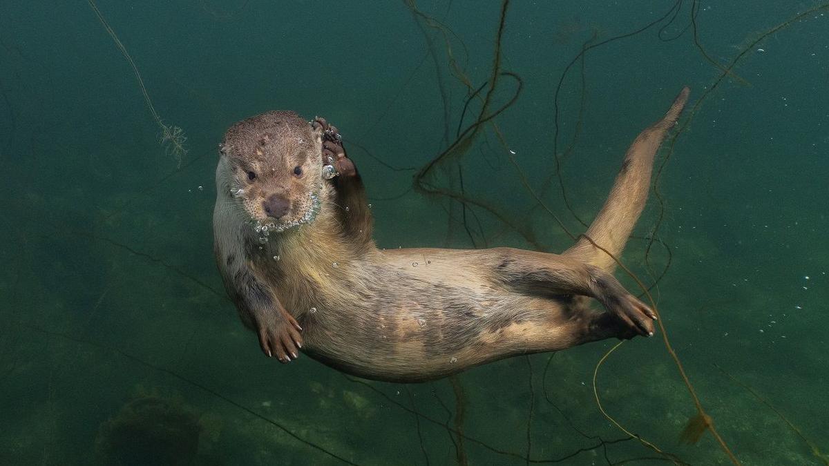 Molly the otter is swimming amongst seaweed