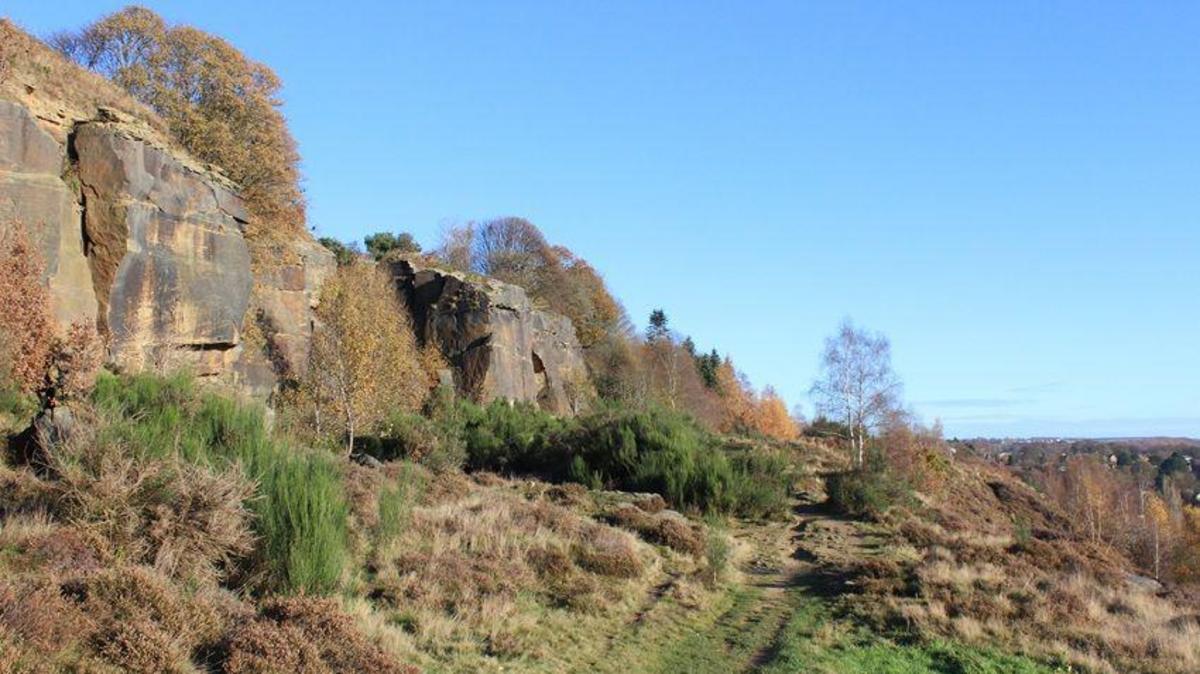Bradford Council Targets 17% Tree Canopy in
