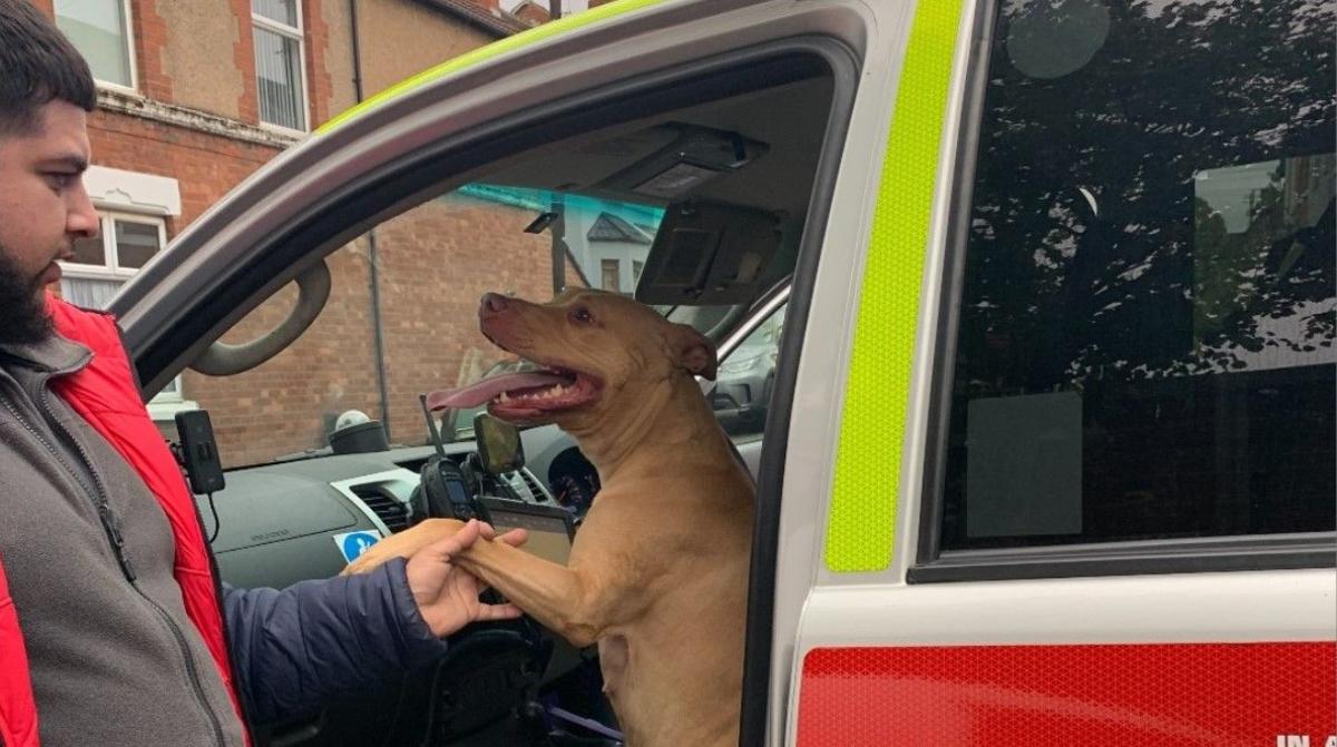 Pearl with her tongue out. The brown, short-haired dog is sitting in the passenger seat of a van, being tended to by a man with a beard.