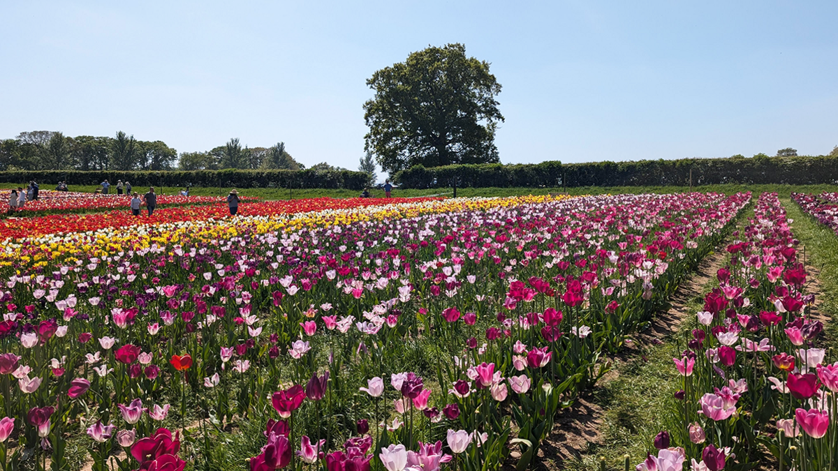 A flower farm in Hatton, Warwickshire. Rows of flowers from light pinks to deep purples are in the foreground, with people walking through lines of red, white and yellow flowers in the distance on the right 