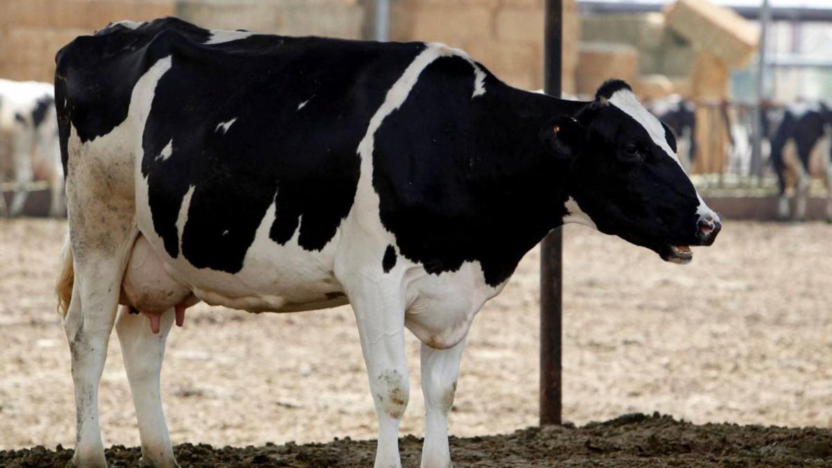 A black and white cow standing in a barn. 