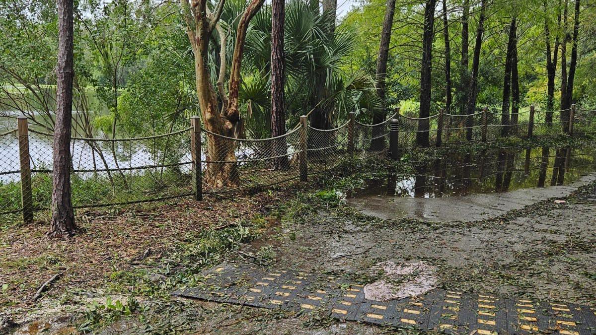 A path by a lake, lined with trees. The path is covered in bits of tree and mud, with a large puddle of water