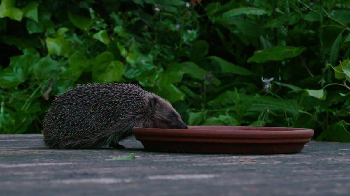 Barnes Hedgehog Highway Drills Through Victorian Walls