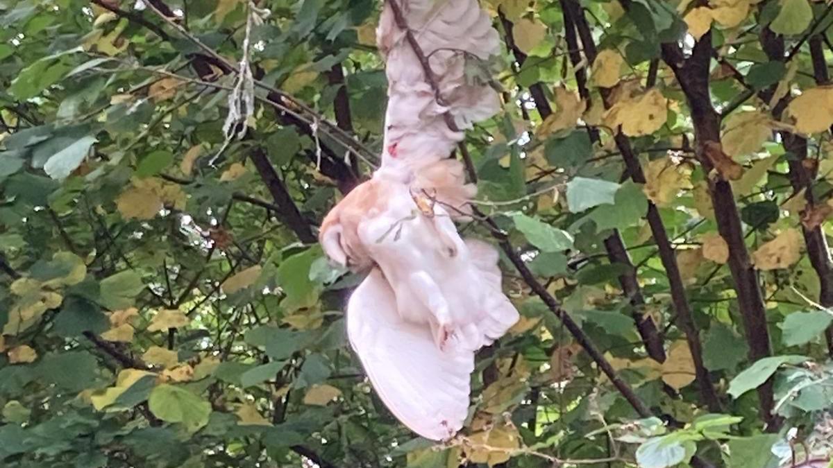 A barn owl caught by a kite line is pinned to a tree.