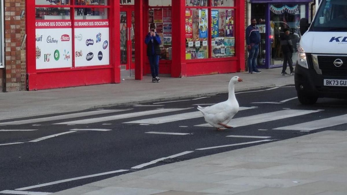 A white goose with an orange beak waddles across a zebra crossing with a dark blue car on the left and a white van on the right waiting for him to cross. Shops line the Broad Street in March and a person can be seen in a shop doorway holding a mobile phone to take a picture of the goose too.