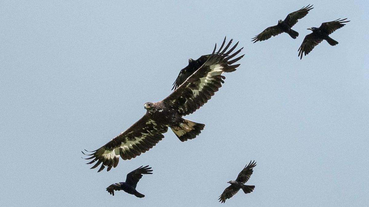 Merrick the golden eagle