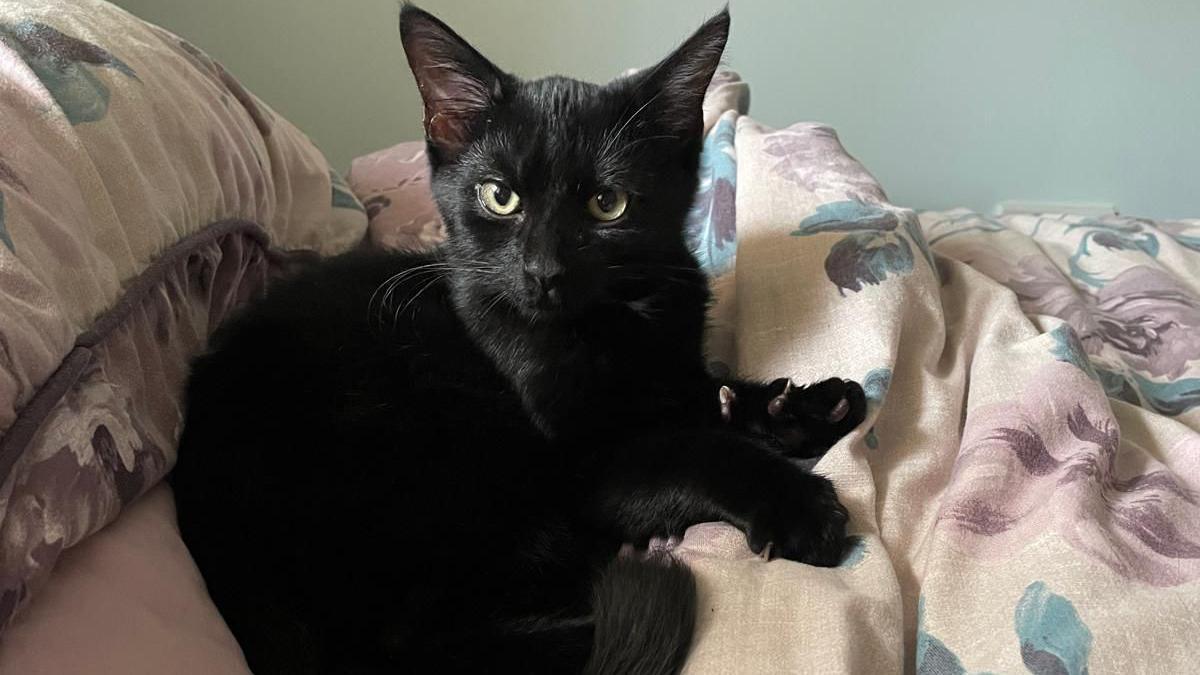 Black cat looking into camera lens